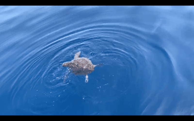 Captura-de-pantalla-2020-07-10-a-las-10.10.13-1024x640